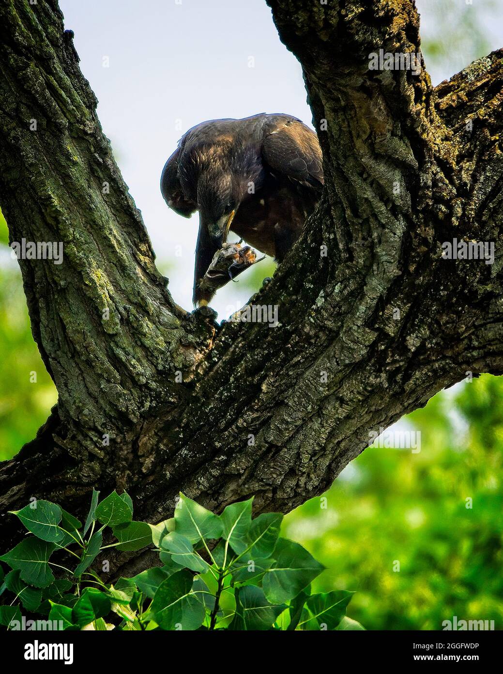 Weißkopfseeadler Stockfoto