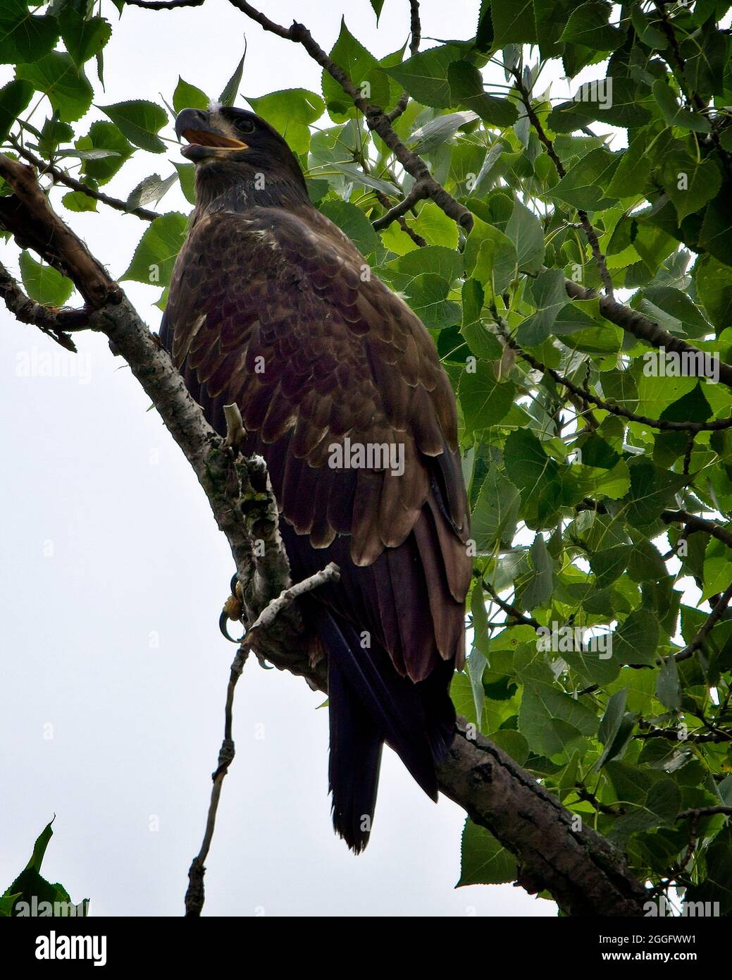 Weißkopfseeadler Stockfoto