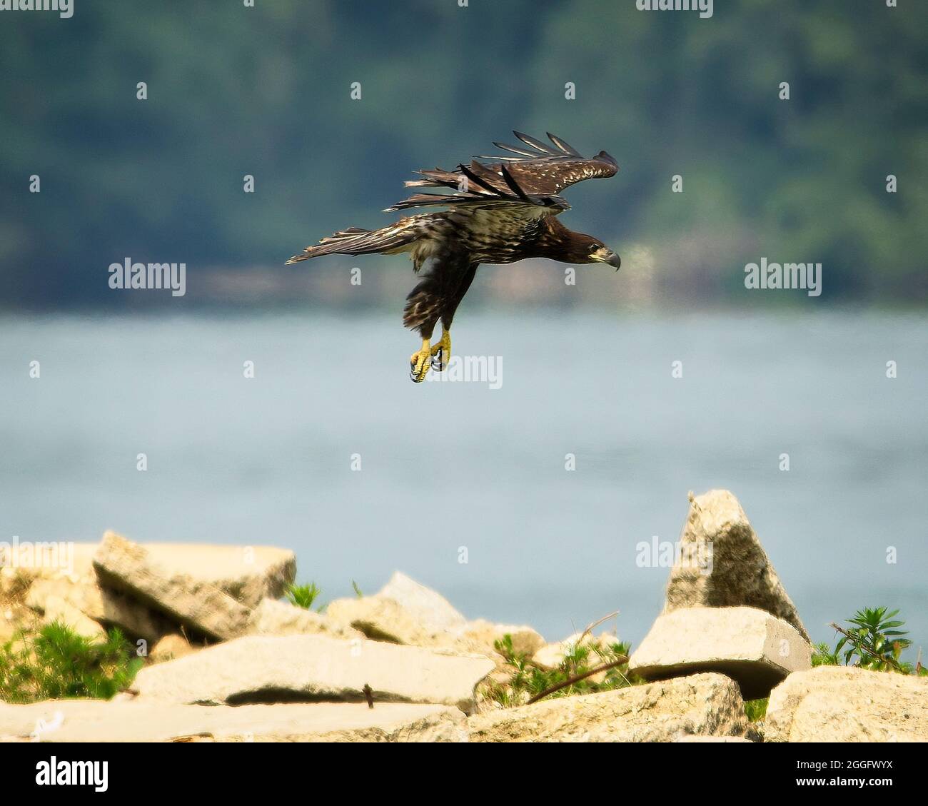 Weißkopfseeadler Stockfoto