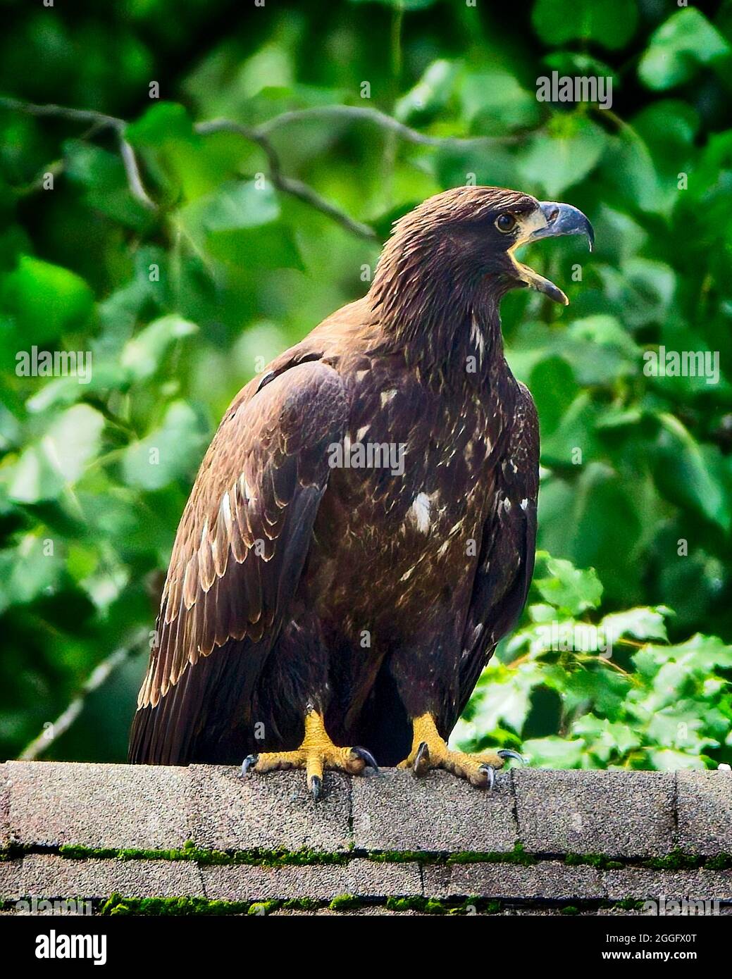 Weißkopfseeadler Stockfoto