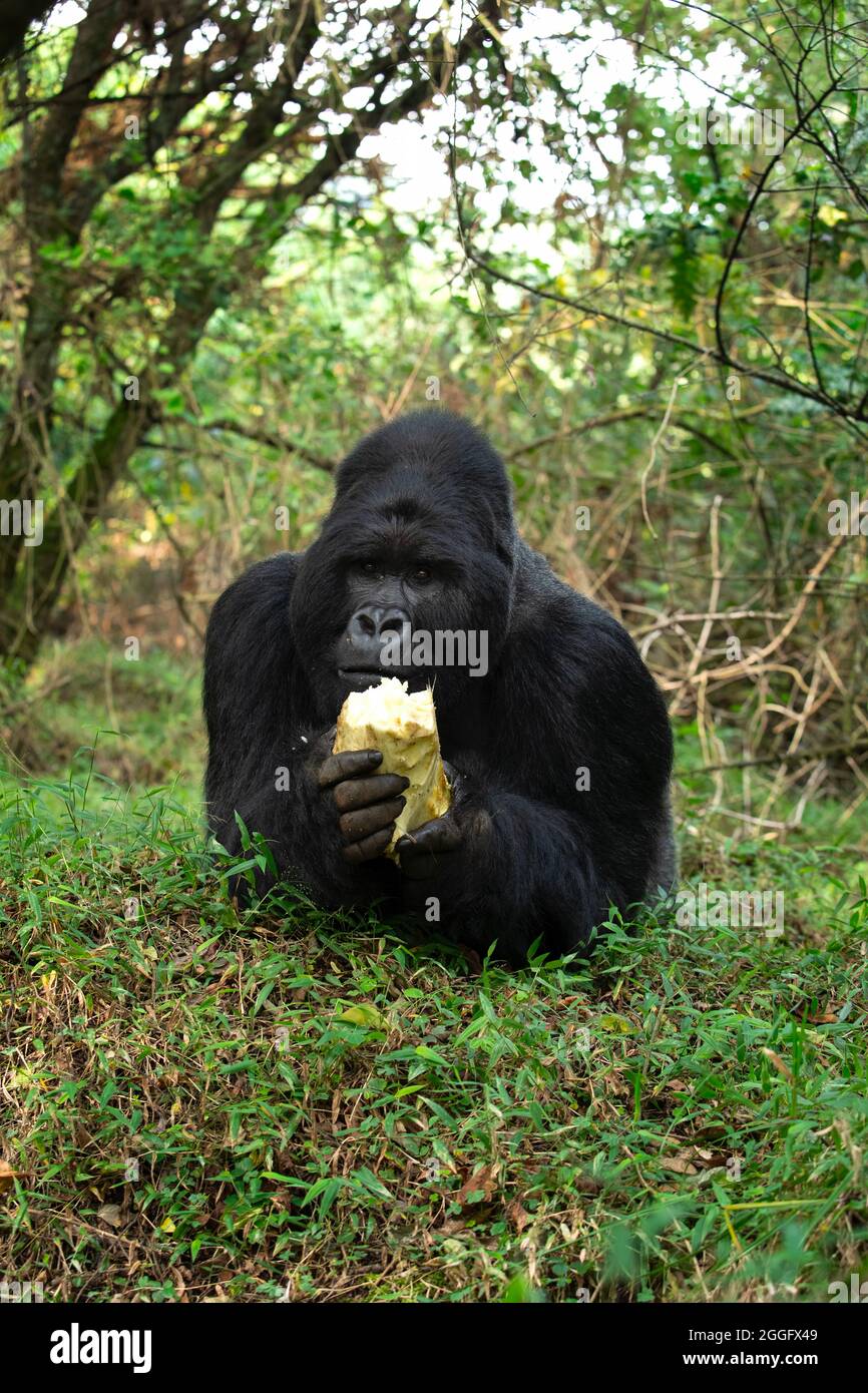 Berggorilla im Nationalpark Mgahinga. Gorila erholen sich im Wald. Seltene Wildtiere in Uganda. Wandern im Regenwald. Stockfoto