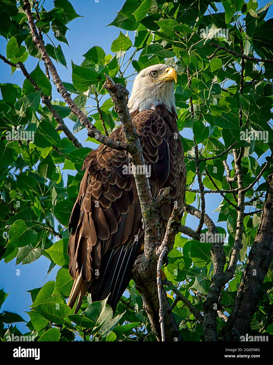 Weißkopfseeadler Stockfoto