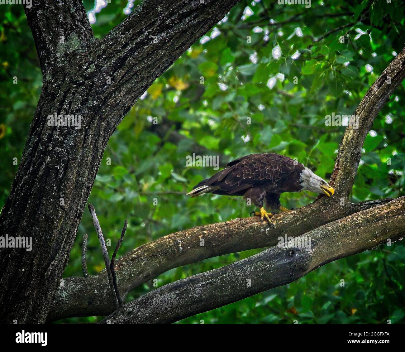 Weißkopfseeadler Stockfoto