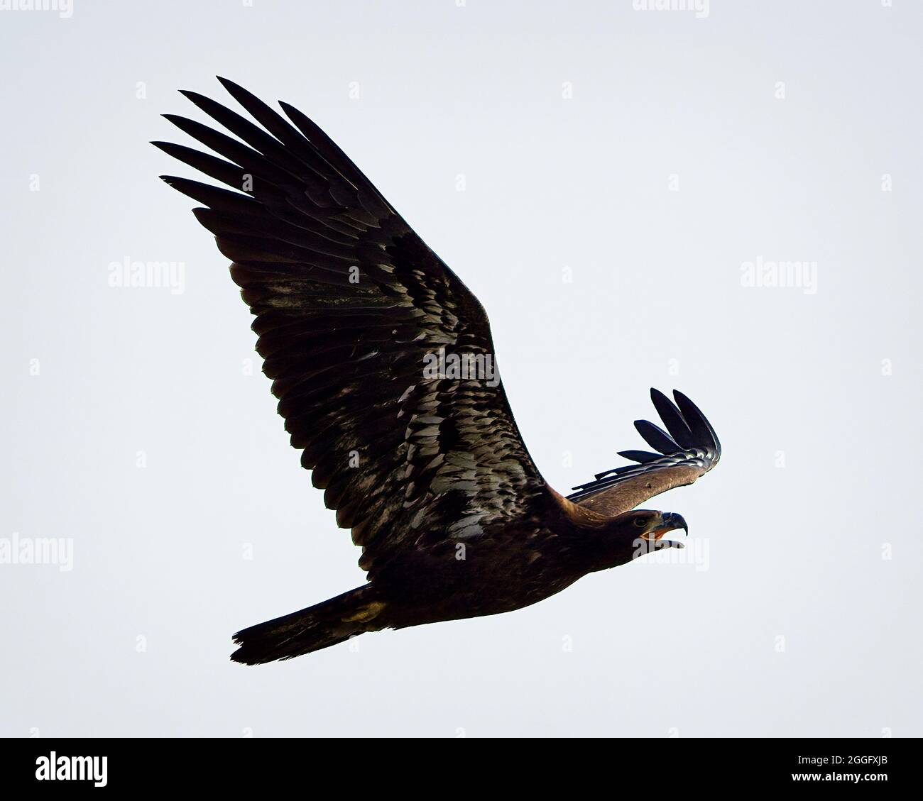 Weißkopfseeadler Stockfoto