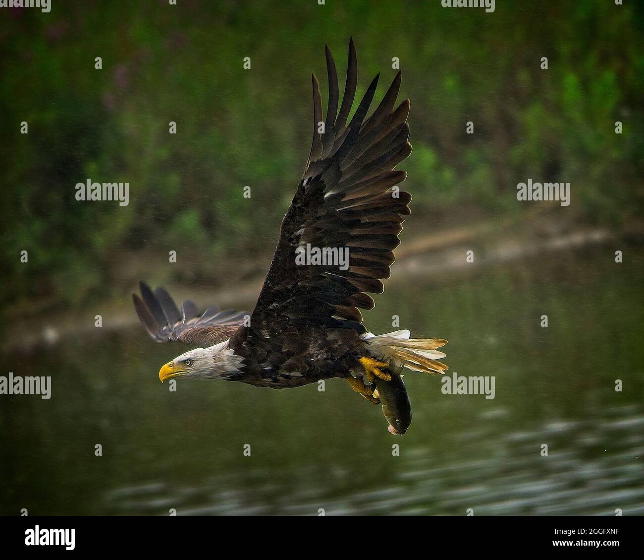 Weißkopfseeadler Stockfoto