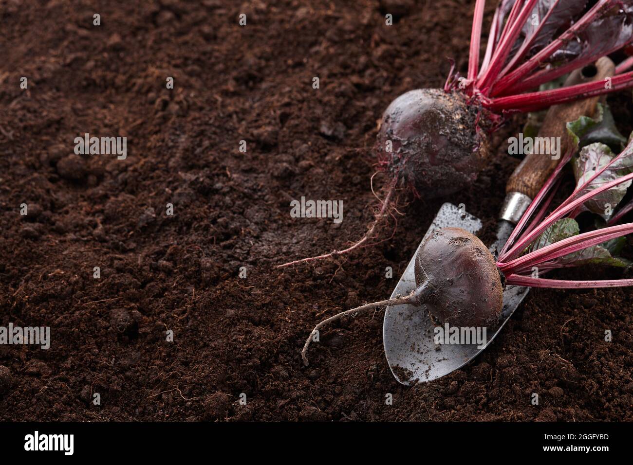 Frisch geerntete biologische Rote Beete auf gemahlenem Hintergrund Stockfoto