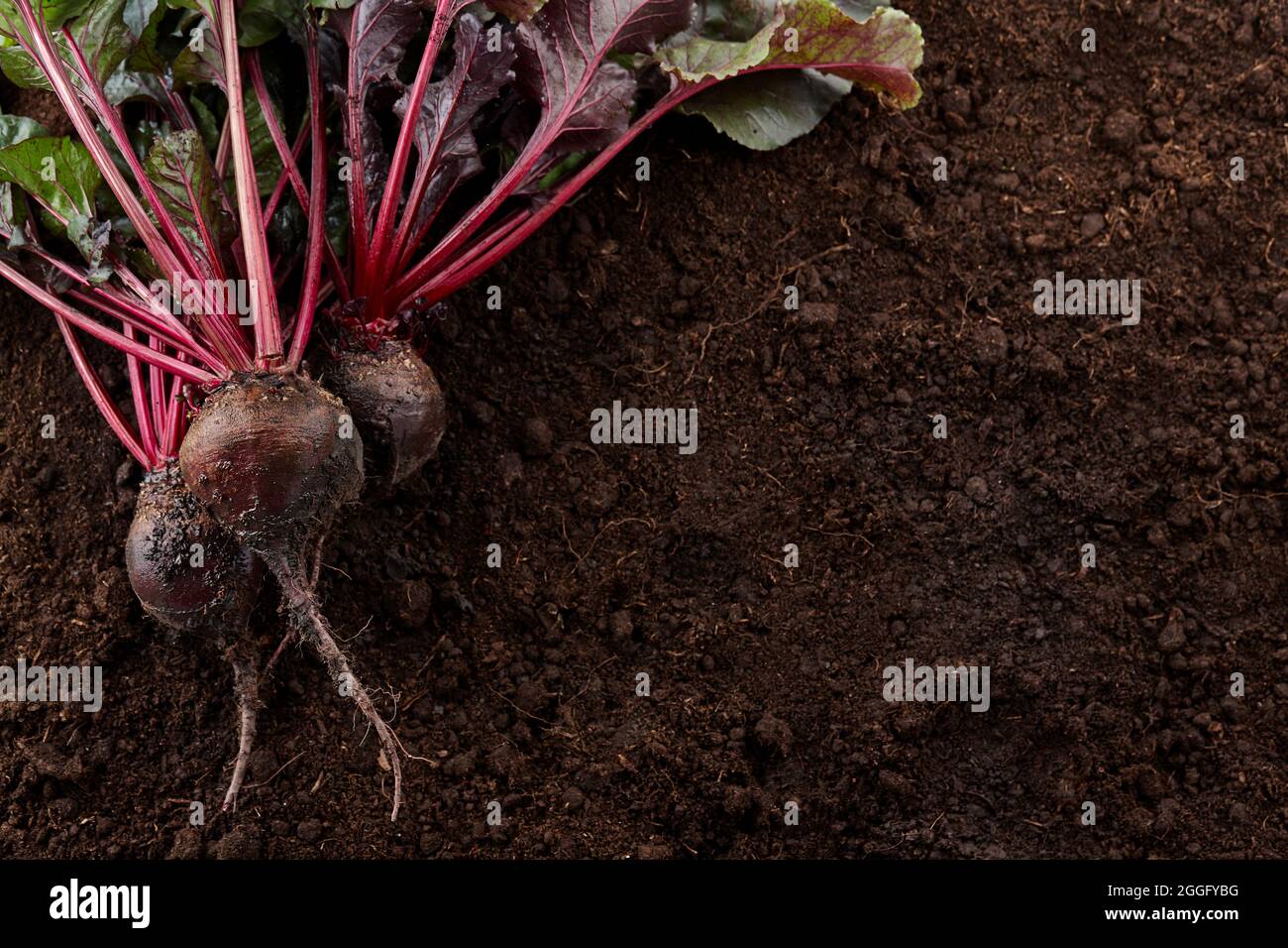 Frisch geerntete Bio-Rote Beete auf Bodengrund Stockfoto