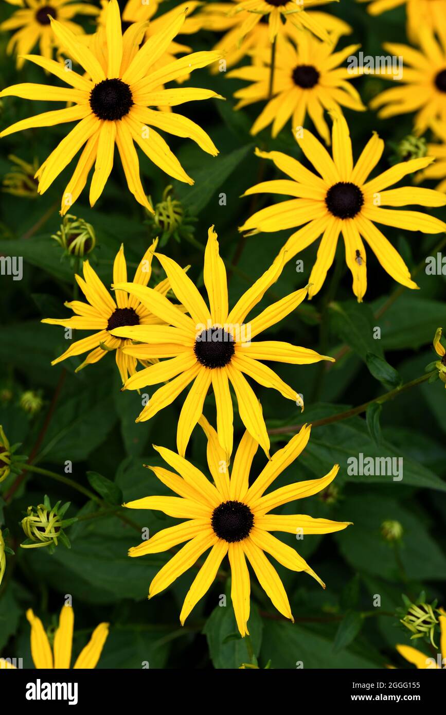 Die gelben Blütenköpfe von Deams Kegelblume. Stockfoto