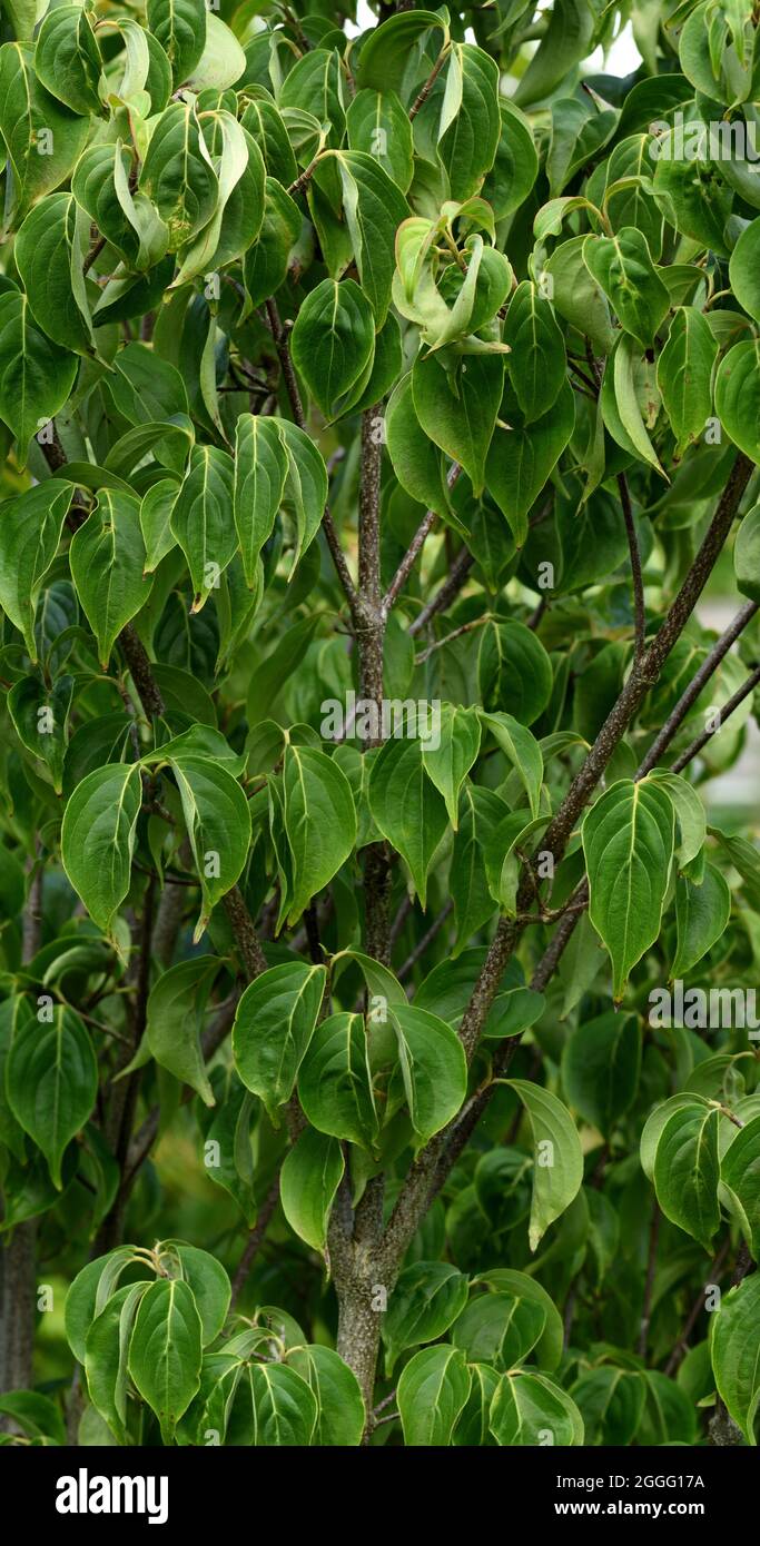 Nahaufnahme der eiovierten Blätter des chinesischen Dogwood. Stockfoto