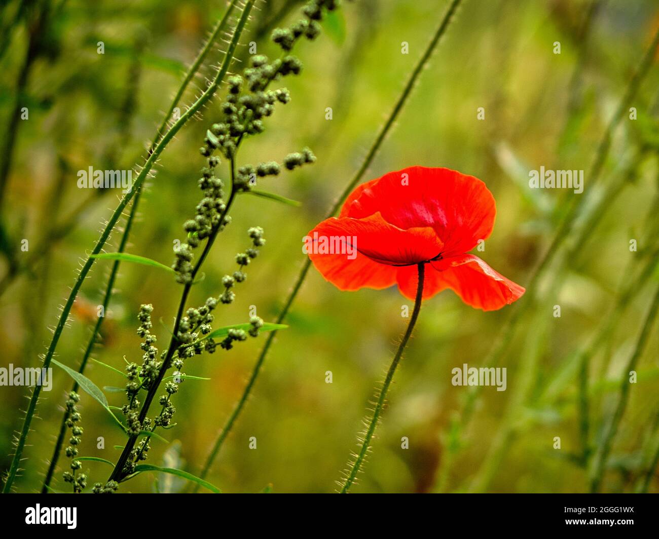Maismohn auf einer Sommerwiese. Farbtupfer in Rot. Maismohn sticht von der Wiese ab Stockfoto Maismohn auf einer Sommerwiese. Farbtupfer in Rot. Maismohn sticht von der Wiese ab Stockfoto