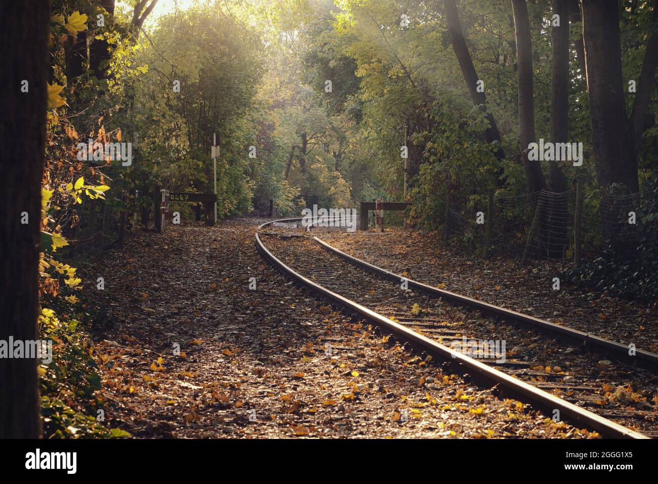Eisenbahnstrecken durch einen Hain in Herbststimmung und Lichteinfall. Laubwald in schönen Herbstfarben Stockfoto