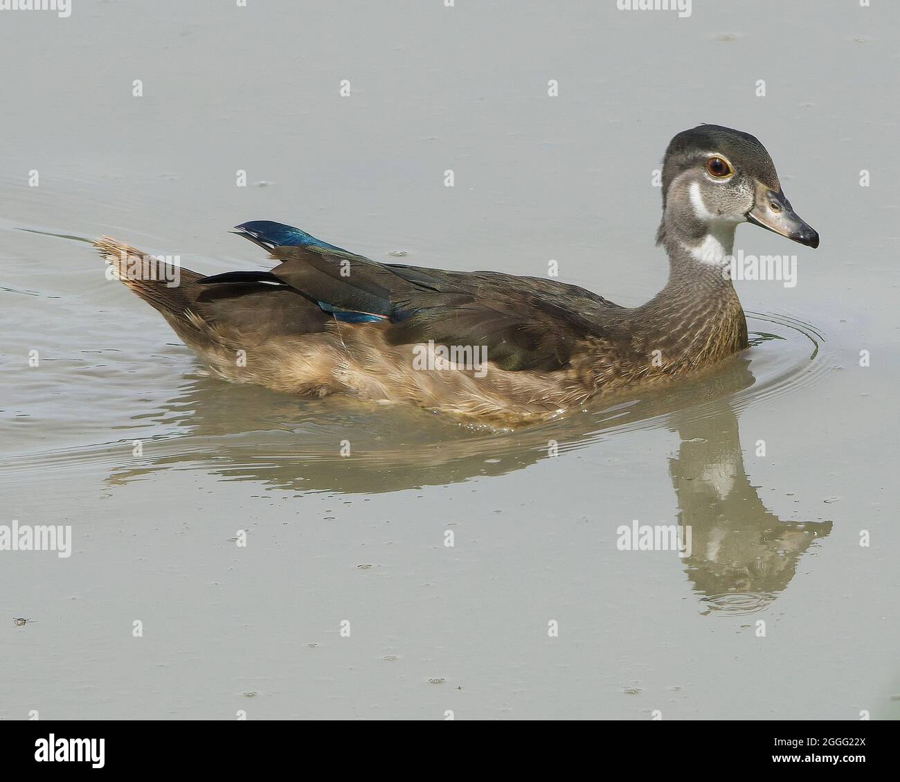 Ohio Enten Stockfoto