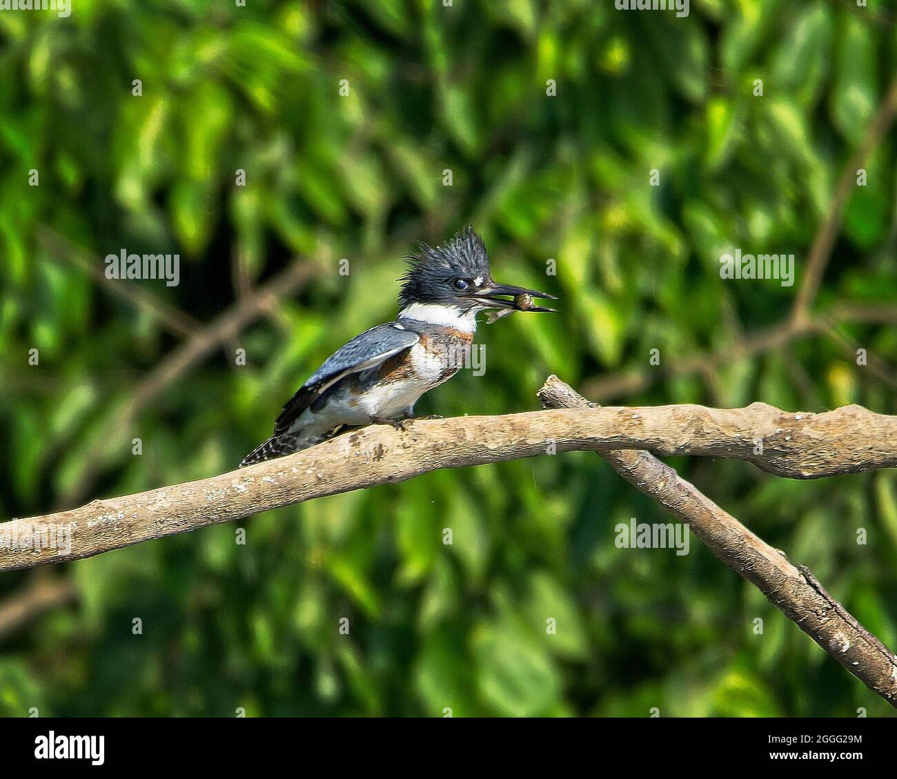 Eisvögel aus Ohio beim Essen Stockfoto