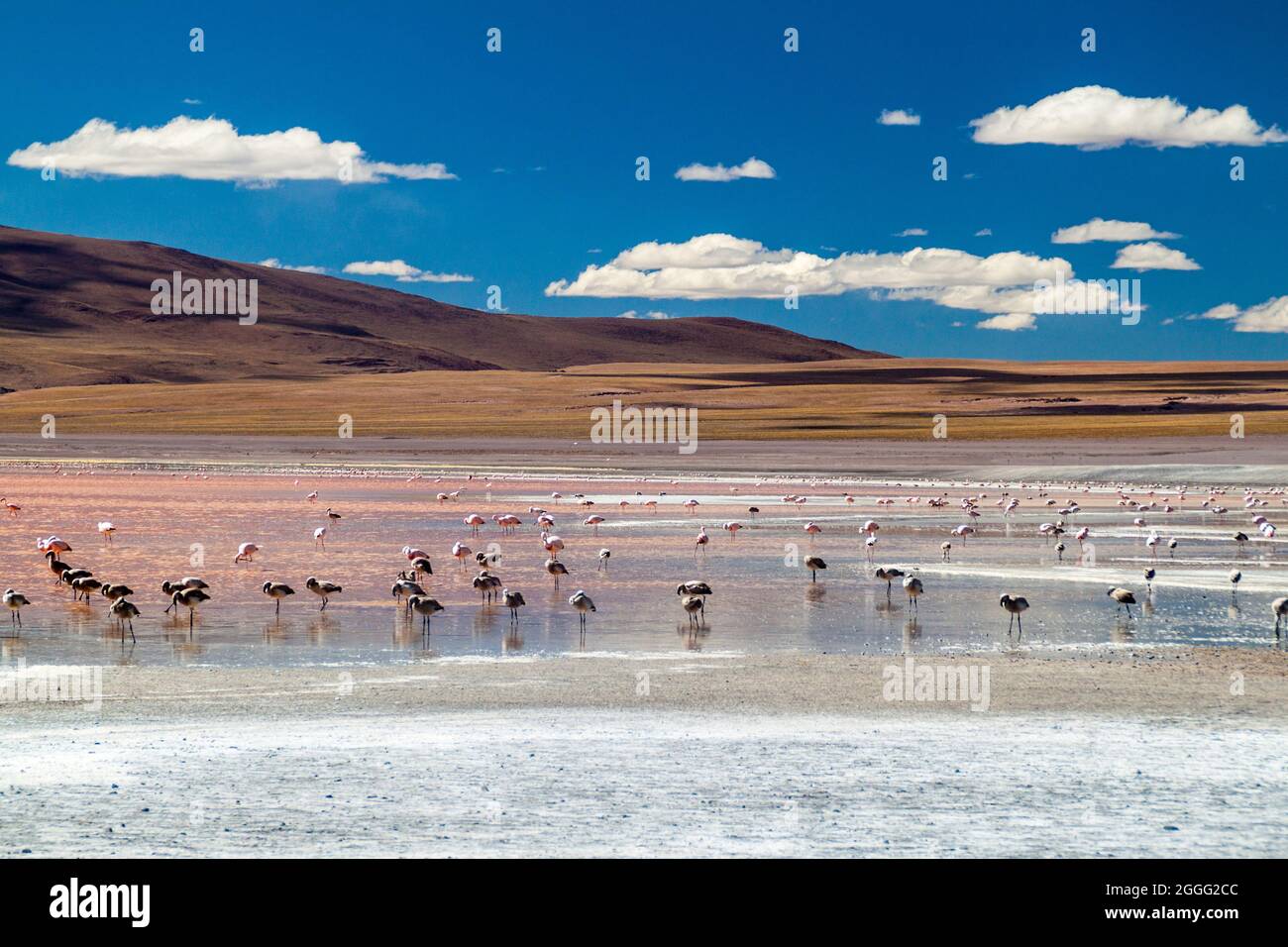 Flamingos in rot gefärbten Laguna Colorada See in Bolivien Stockfoto