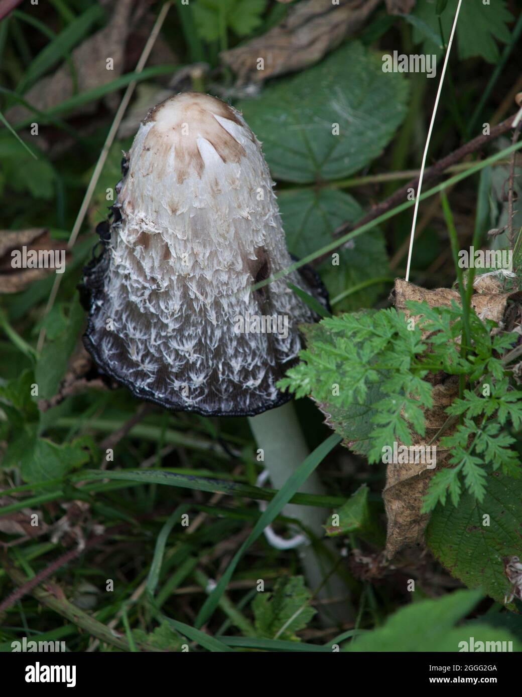 Shaggy Tintenkappe Pilz Toadstool Pilz Stockfoto
