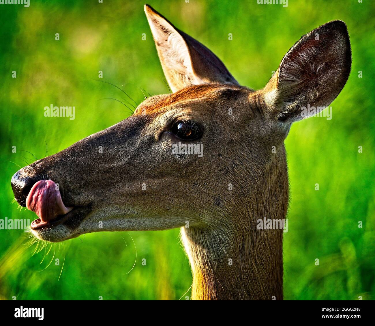 Whitetail deer Stockfoto