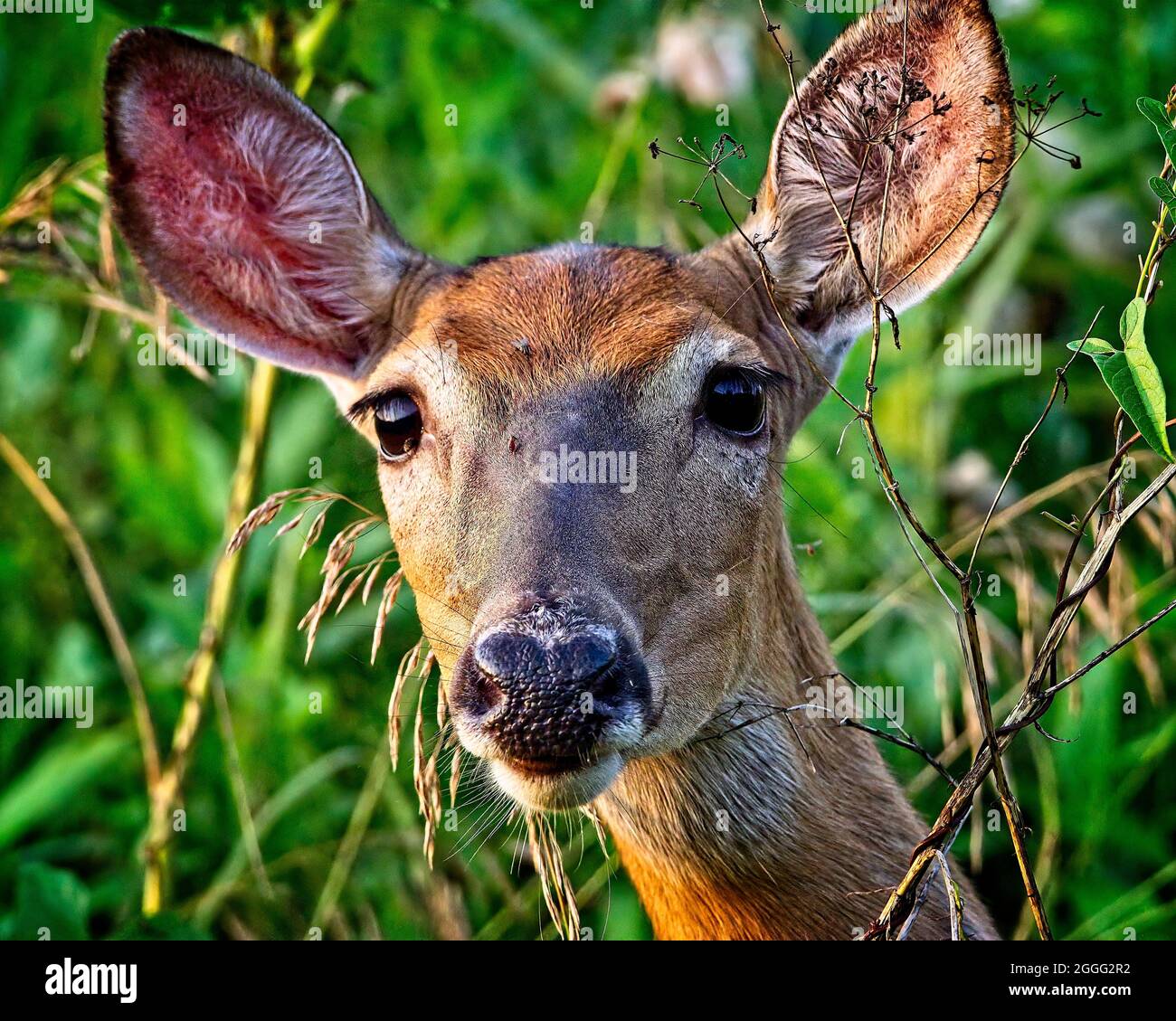 Whitetail deer Stockfoto