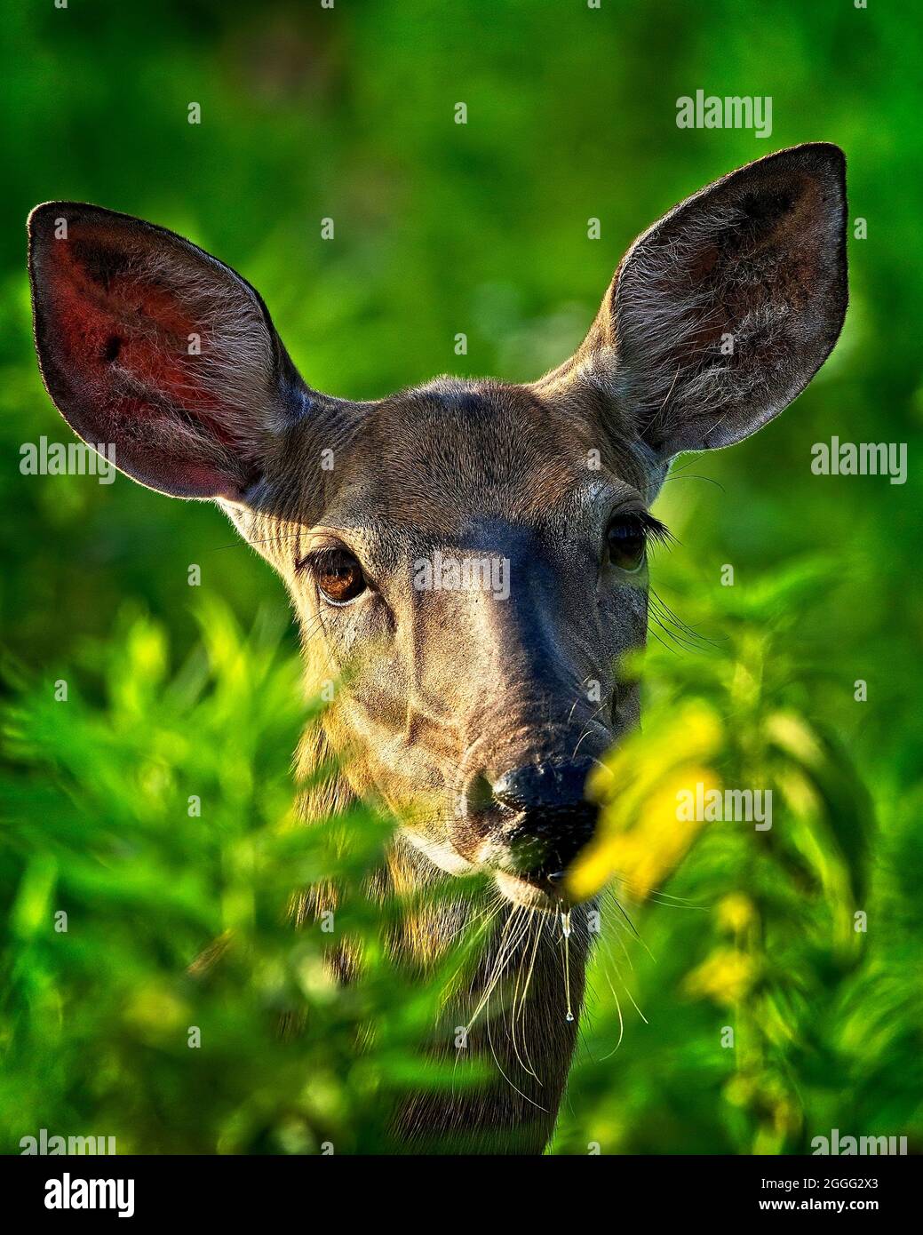Whitetail deer Stockfoto