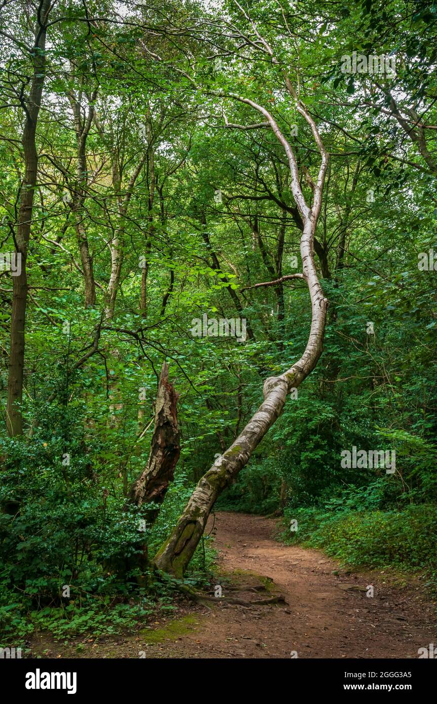 Die Pionierart Silver Birch (Betula pendula) besiedelt ehemalige Schrebergarten und alte Kohlekraftwerke in Highcliffe Wood, Bents Green, Sheffield. Stockfoto