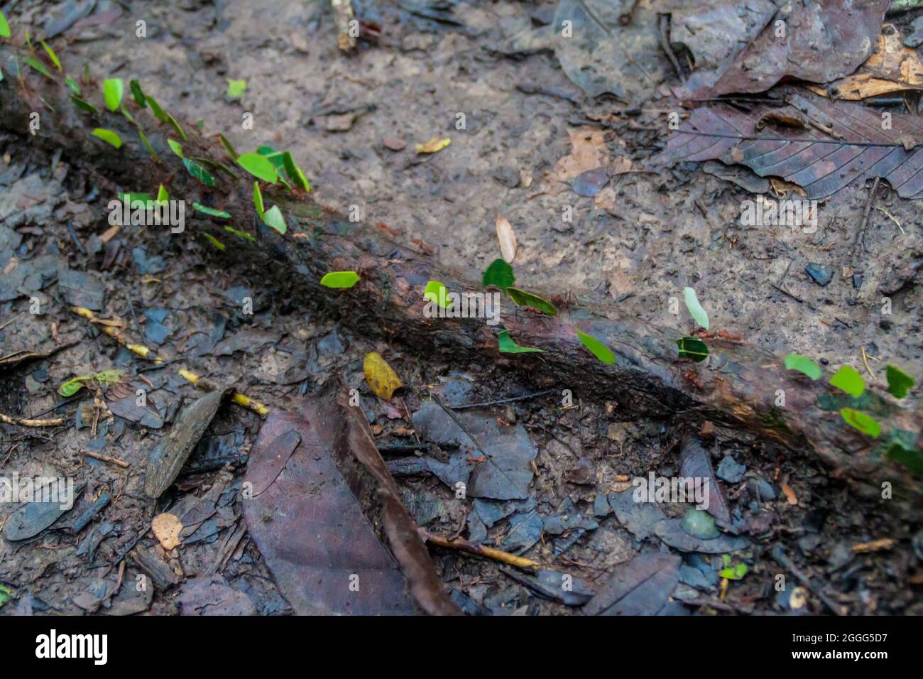 Blattschneiderameisen in einem Dschungel des Nationalparks Madidi, Bolivien Stockfoto