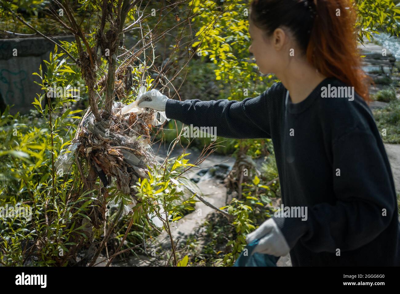 Freiwillige weibliche Reinigung von Park und Baum aus Plastikmüll Mit Müllbeutel Stockfoto