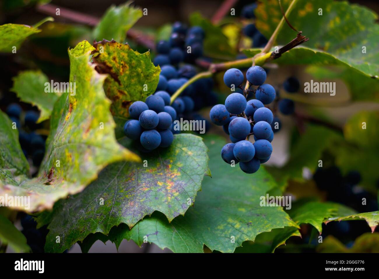 Defokussieren Sie reife Trauben. Ein Bund reifer blauer Trauben in Nahaufnahme. Trockene grüne gelbe Blätter. Weinlese im Weinberg. Natürlicher Hintergrund. Nicht fokussiert. Stockfoto
