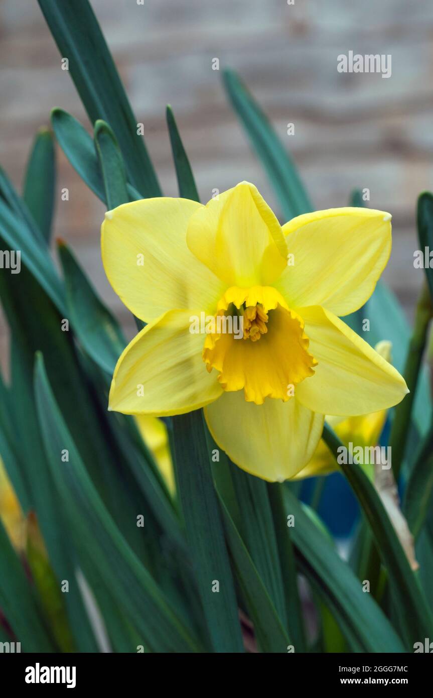 Nahaufnahme der Narcissus Pipit im Frühjahr. Narcissus Pipit ist eine Zitrone und gelbe Division 7Jonquilla Narzissen die Tassen können zu Creme verblassen, während sie reift Stockfoto