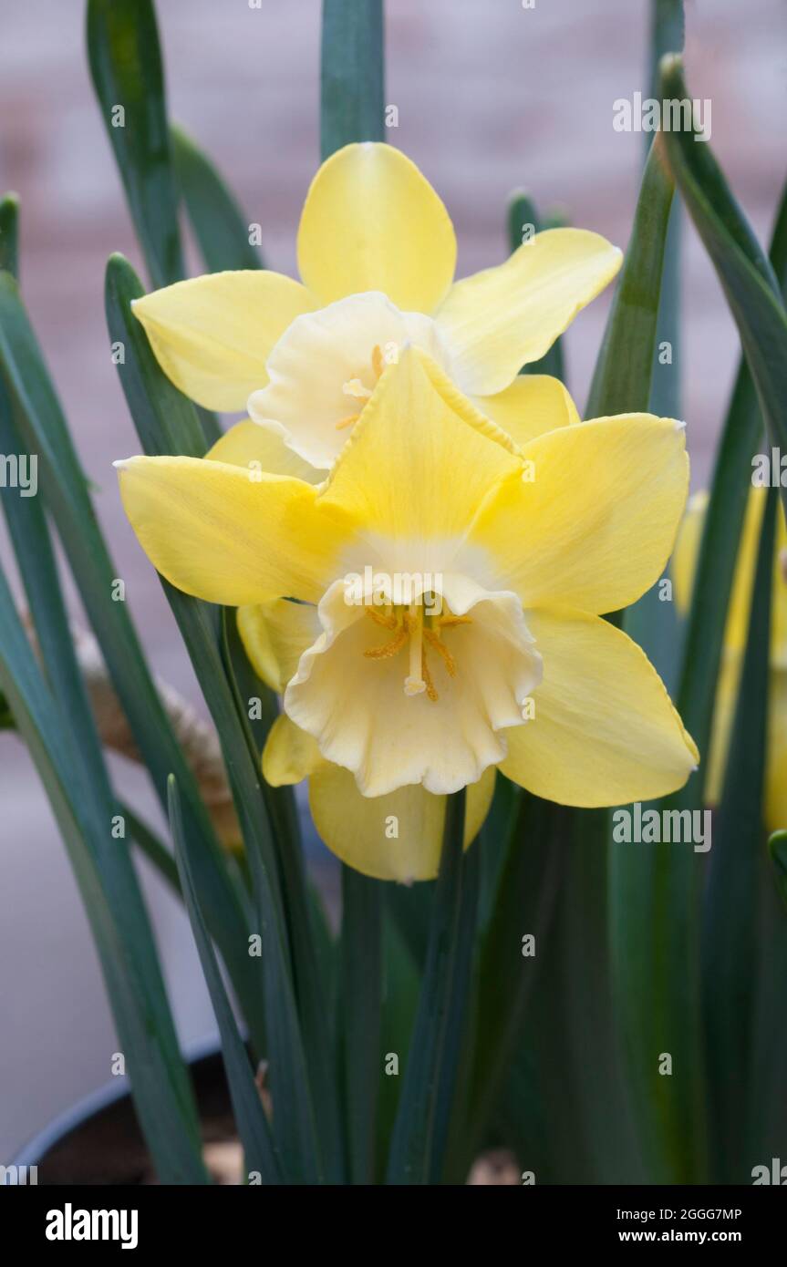 Nahaufnahme der Narcissus Pipit im Frühjahr. Narcissus Pipit ist eine Zitrone und gelbe Division 7Jonquilla Narzissen die Tassen können zu Creme verblassen, während sie reift Stockfoto