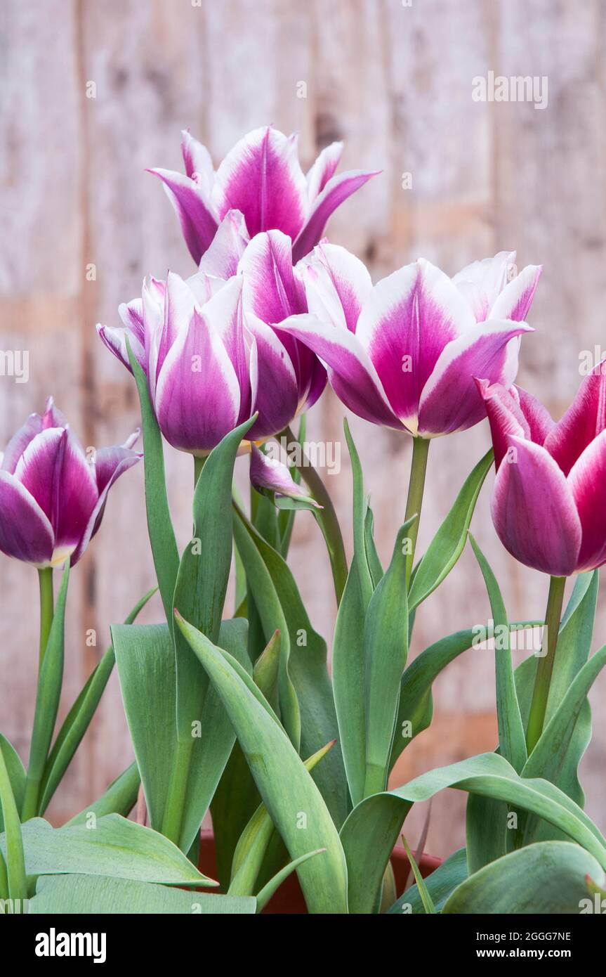 Nahaufnahme von tulipa Claudia. Eine frühlingsblühende zweifarbige lila und weiße Tulpe, die zur Lily Flowered Group of Tulpen Division 6 gehört Stockfoto