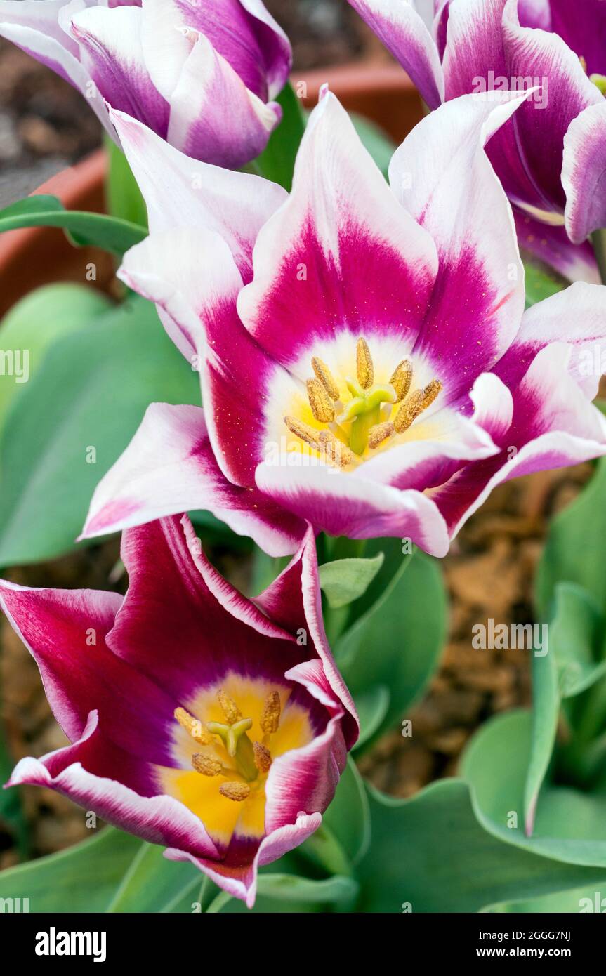 Nahaufnahme von tulipa Claudia mit Staubgefäßen und Stigma eine zweifarbige lila und weiße Tulpe, die zur Lily Flowered Group of Tulpen Division 6 gehört Stockfoto