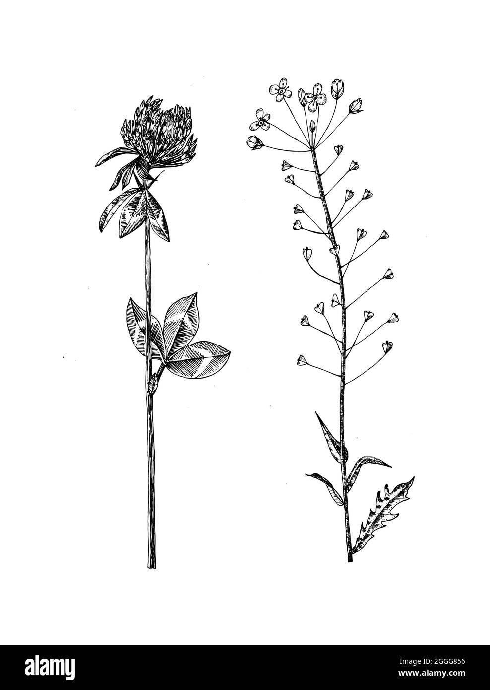 Kleeblatt oder Trefoil und Capsella. Botanische Pflanzendarstellung. Jahrgangskrautige mehrjährige Kräuter. Handgezeichnete Blumensträuße und Wildblumen und Gras Stock Vektor