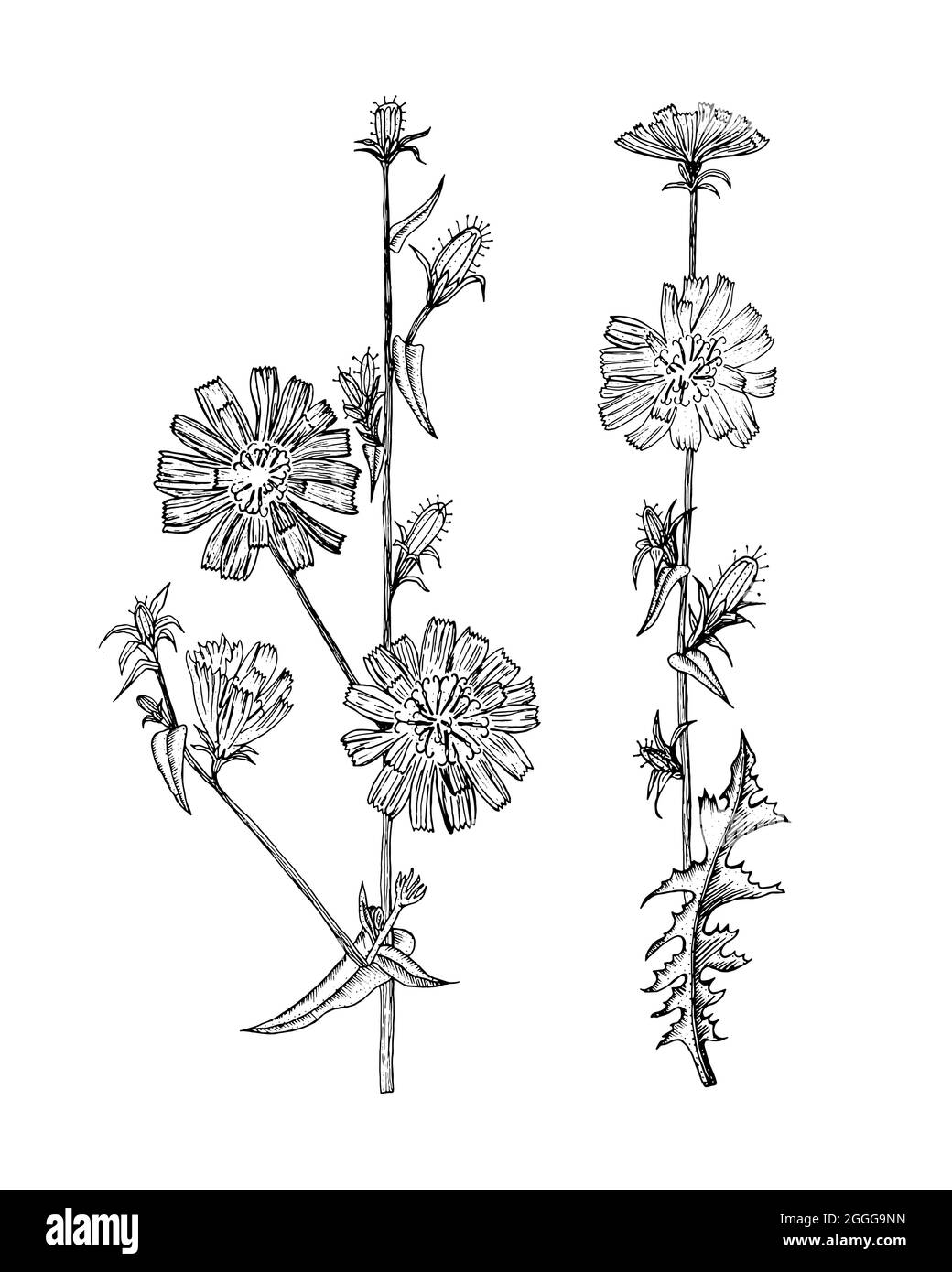 Cichorium oder Chicory oder Endive. Familie der Dandelionen oder Sonnenblumen. Botanische Pflanzendarstellung. Jahrgangskrautige mehrjährige Kräuter. Handgezeichnetes Blumenmuster Stock Vektor