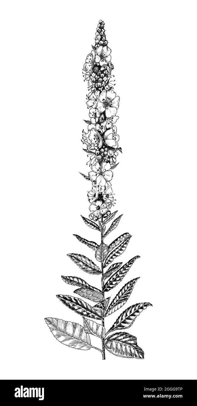 Mullein oder verbascum. Botanische Pflanzendarstellung. Jahrgangskrautige mehrjährige Kräuter. Handgezeichnete Blumensträuße und Wildblumen und Gras in Skizze Stock Vektor