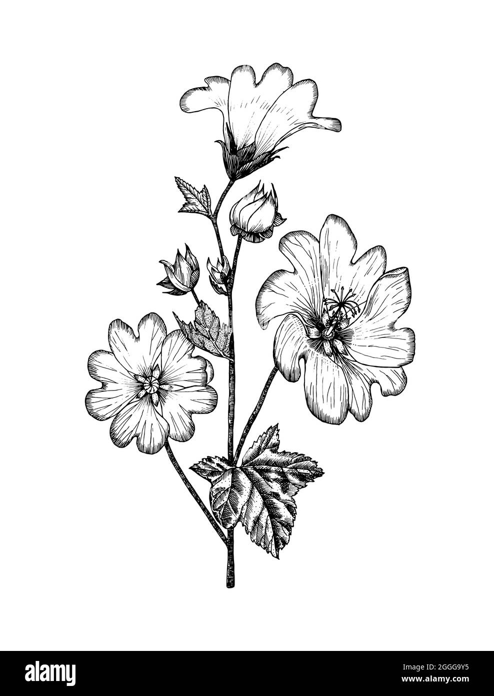 Althaea Botanical Pflanze Illustration. Jahrgangskrautige mehrjährige Kräuter. Handgezeichnete Blumensträuße und Wildblumen und Gras im Skizzenstil Stock Vektor