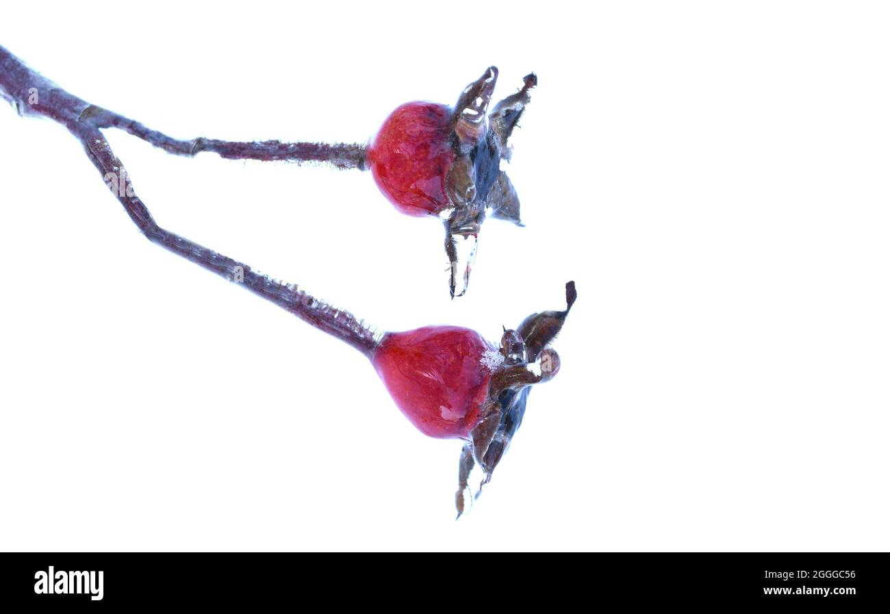 Gefrorene Hagebutte, die an einem Wintertag in Russland auf einem mit Eis und Eiszapfen bedeckten Zweig wächst Stockfoto