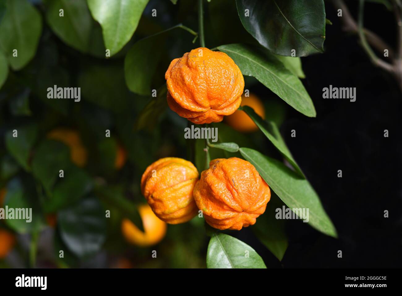 Bittere Orange Kikudaidai wächst in Japan. Stockfoto