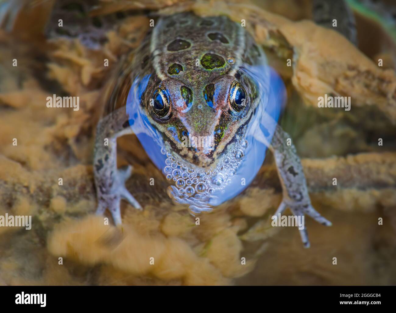 Nahaufnahme des jungen Plains Leopard Frogs (Lithobates blari, ehemals Rana blari), der in einem winzigen Bach aus Feuchtgebieten, Castle Rock Colorado USA, schwimmt. Stockfoto