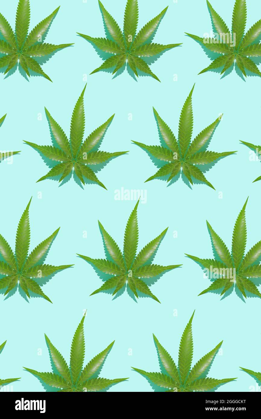 Grünes Hanfblatt-Muster auf blauem Hintergrund. 3d-Rendertextur. Stockfoto