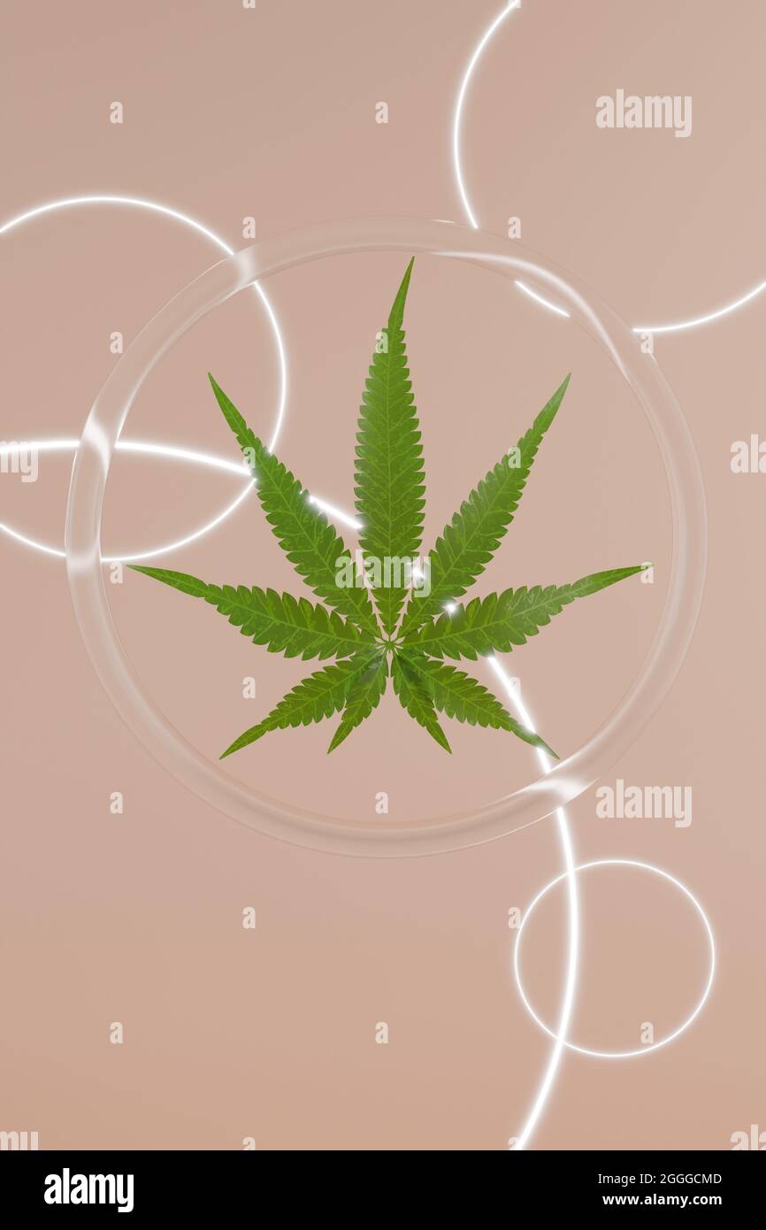Grüne Hanfblätter auf beigem Hintergrund. 3d-Rendertextur. Runder Glashintergrund mit leuchtenden Kreisen. Stockfoto