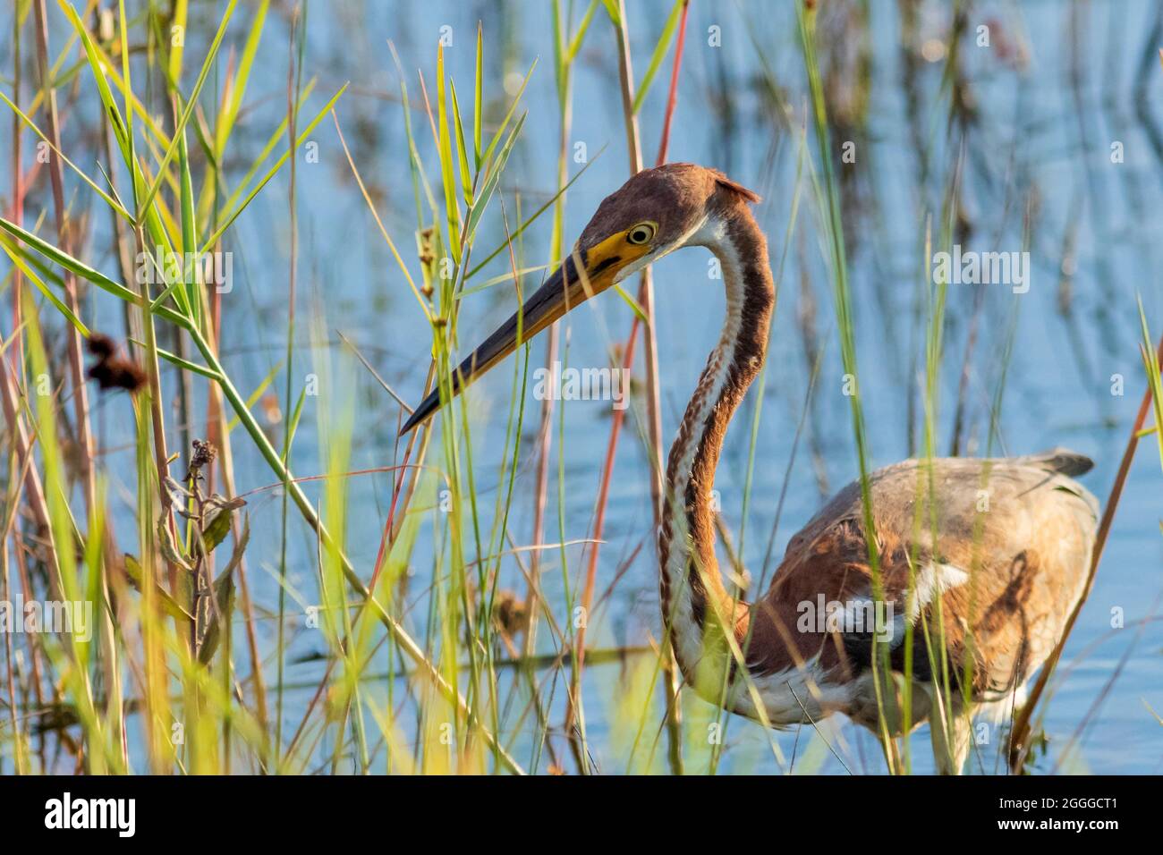 Tricolored Heron Jagd nach Beute in Sumpfgebiet Stockfoto