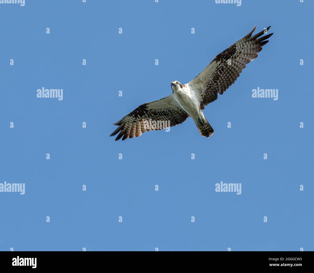 Ein Fischadler im Flug gegen den klaren blauen Himmel und blickt auf die Kamera. Stockfoto
