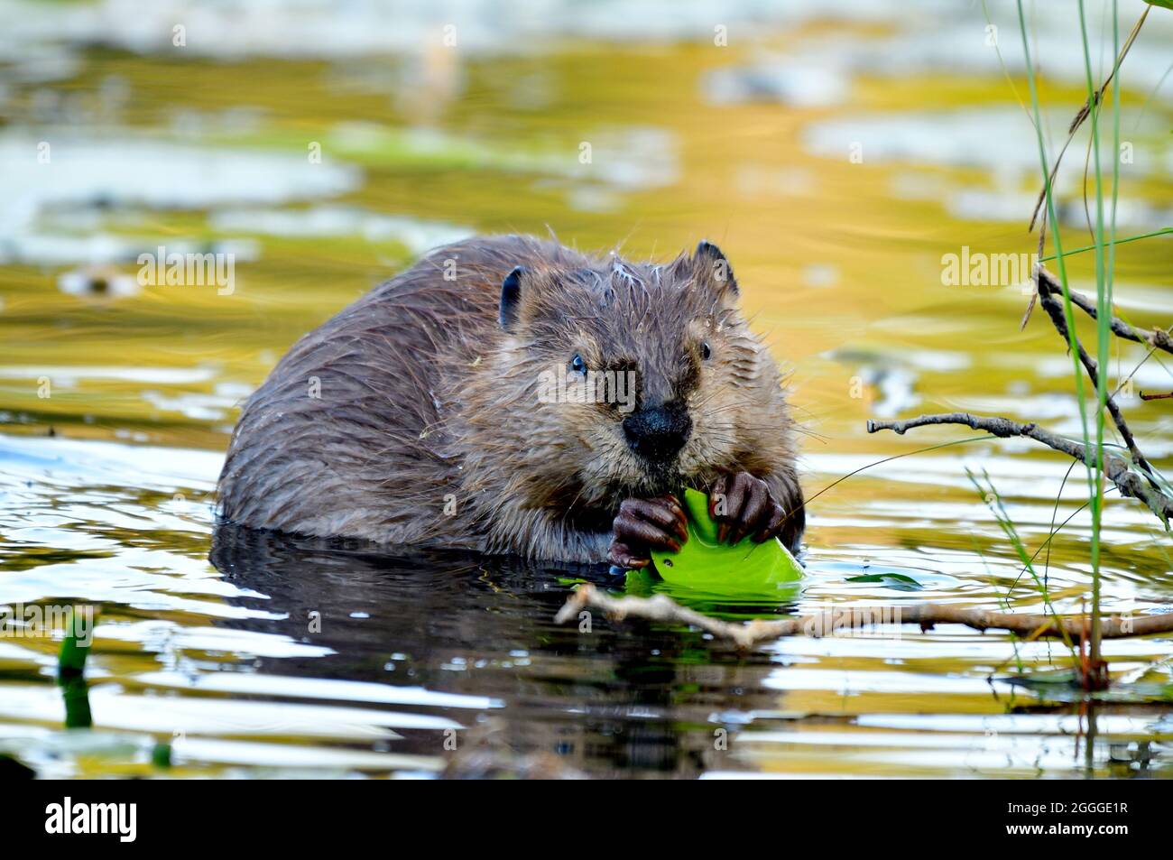 Ein kleiner Biber Castor canadensis', der sich auf grünen Seerosen in einem flachen sumpfigen Gebiet eines Teiches im ländlichen Alberta, Kanada, ernährt Stockfoto