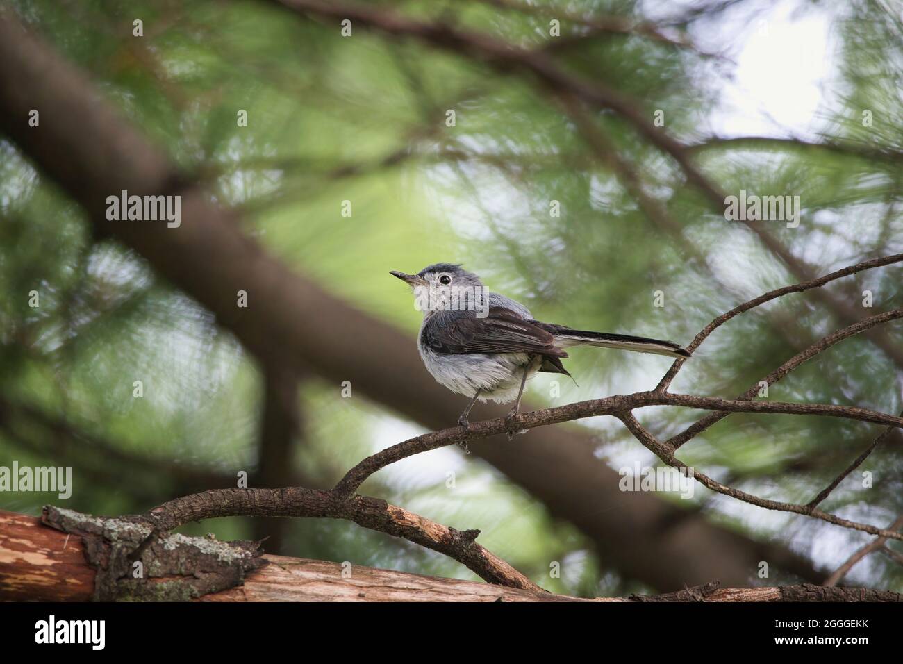 Kleiner Vogel auf einem Kiefernzweig. Blaugrauer Gnatcatcher. Stockfoto