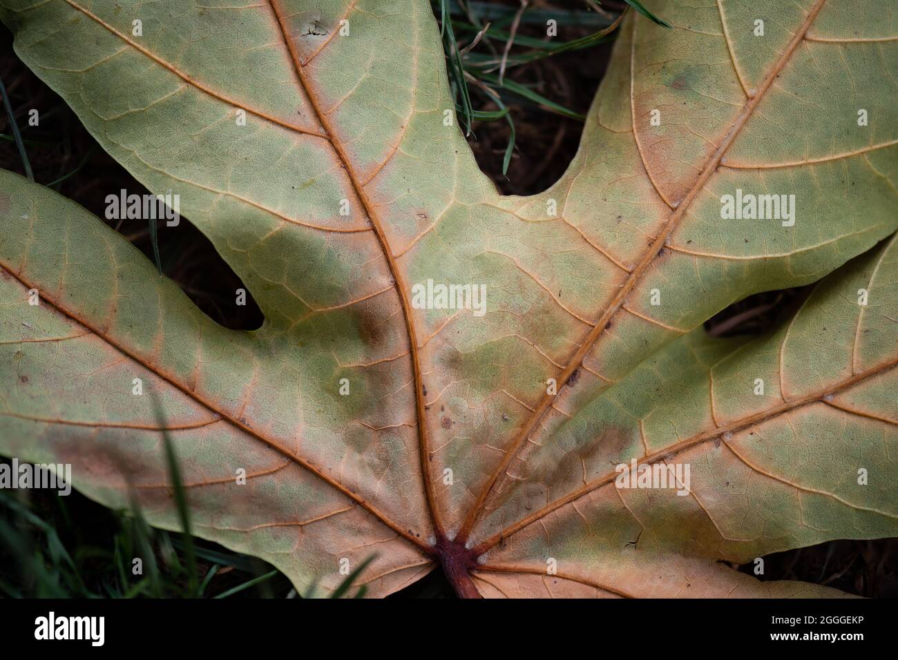 Nahaufnahme von Details getrockneter gefallener Blätter, die die Jahreszeiten Sommer bis Herbst darstellen Stockfoto