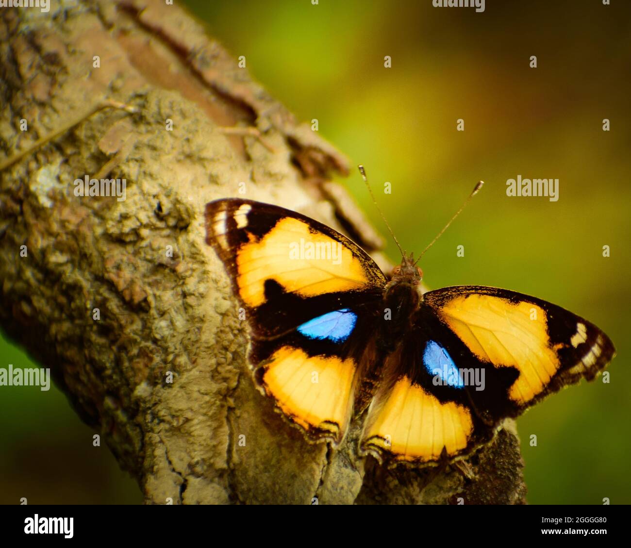 Schmetterling auf dem Sitzen auf einem Ast. Gelber Stiefmütterchen-Schmetterling ( junonia hierta) Stockfoto