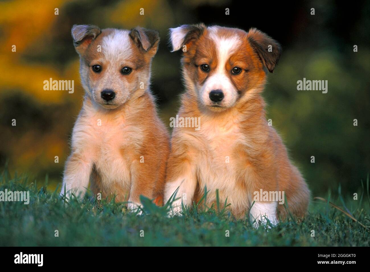 Zwei Border Collie Welpen einige Wochen alt zusammen auf Gras Stockfoto