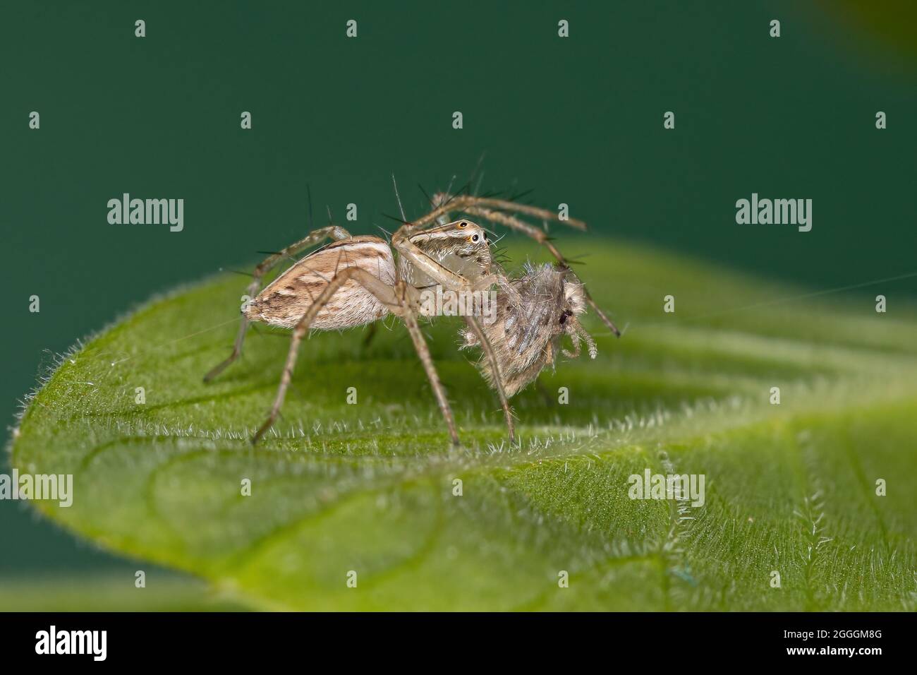 Gestreifte Luchs-Spinne der Art Oxyopes salticus, die auf einer Mottenfliege der Gattung Psychoda presiert Stockfoto