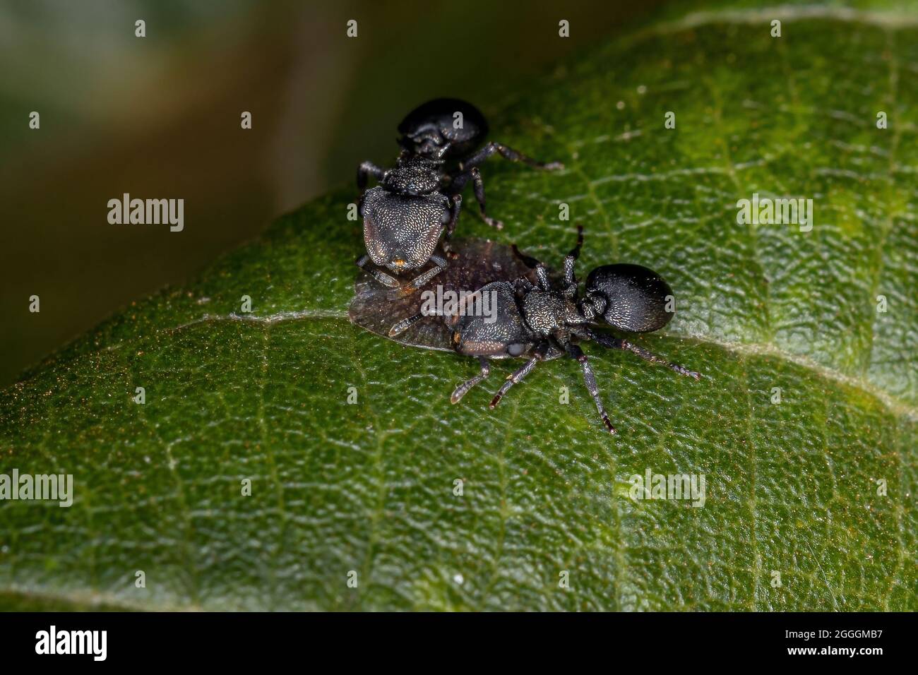 Symbolische Interaktion zwischen Schildkrötenansen der Gattung Ccepalotes und Skaleninsekten der Superfamilie Coccoidea in einer Pflanze Stockfoto