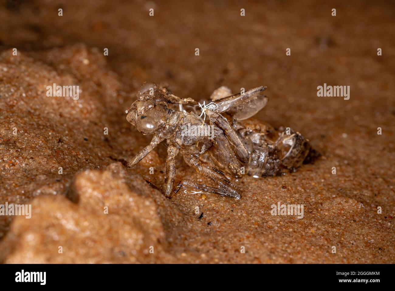 Kleiner Insektenfalt der Unterordnung Anisoptera Stockfoto