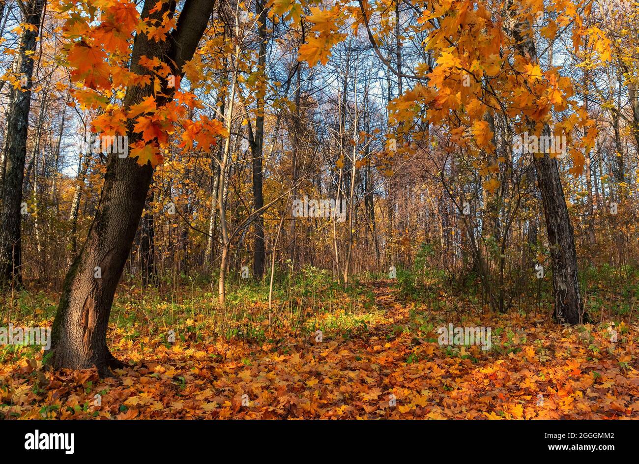 Wunderschöne Herbstlandschaft, farbenfroher Herbstwald Stockfoto